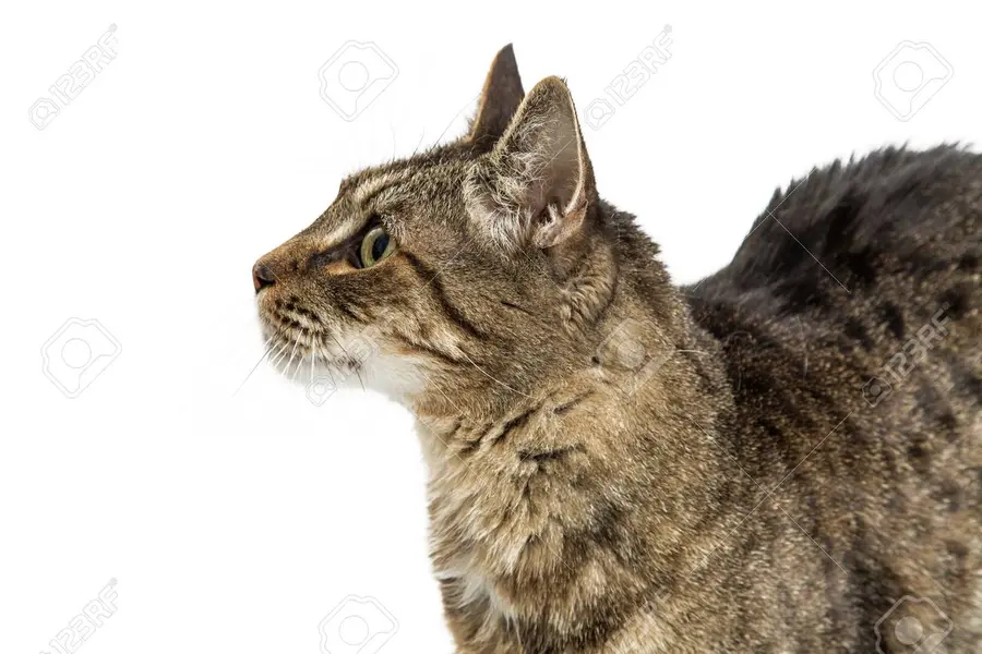 Flying Kitty – Image 2