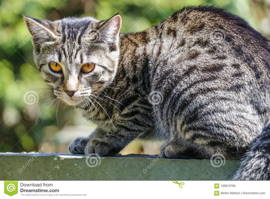 Flying Kitty – Image 3
