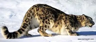 Flying Kitty – Image 5