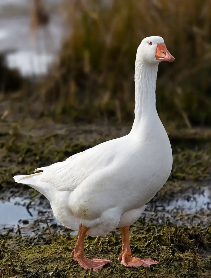 Goose Hydra – Image 2