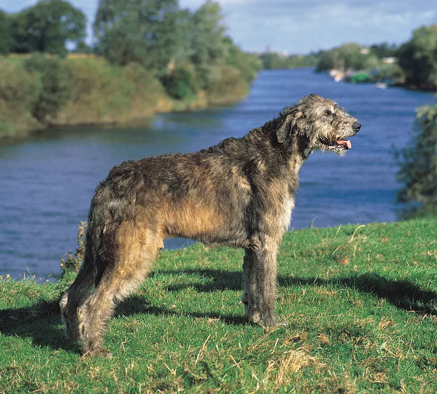 Irish Wolf Hound – Image 2