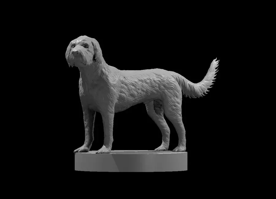Labradoodle Cockapoo Mix – Image 2