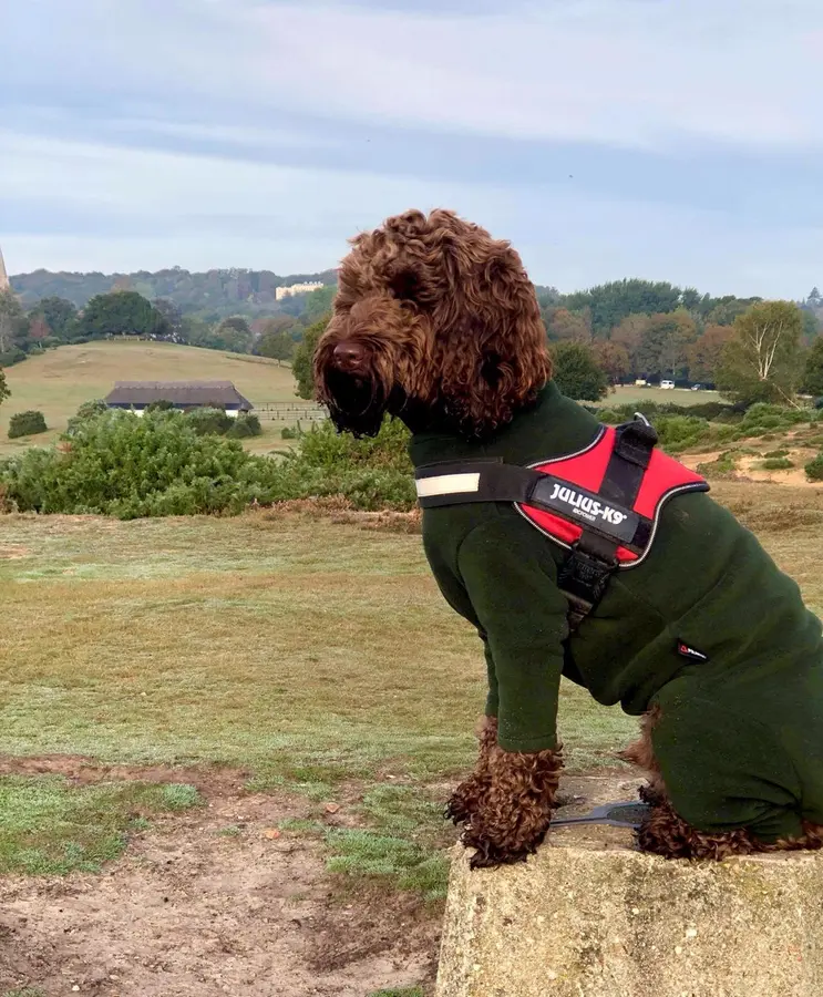 Labradoodle Cockapoo Mix – Image 4