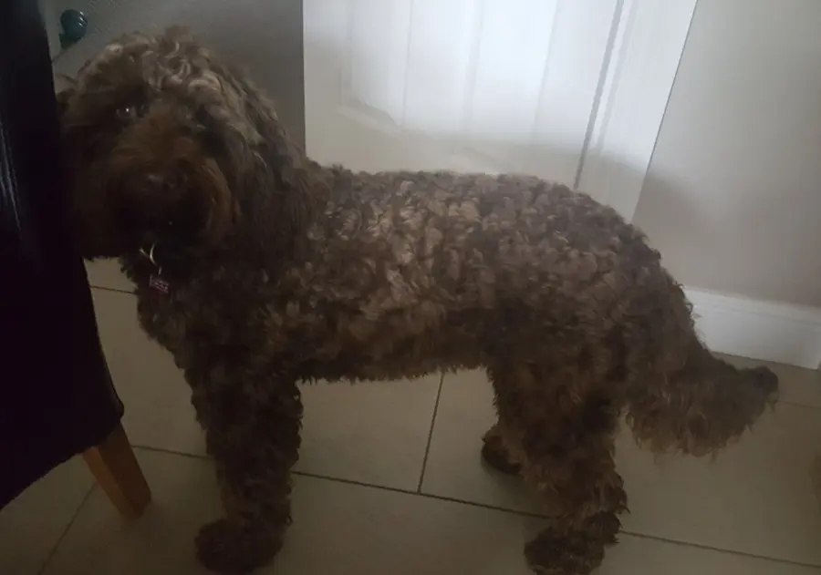 Labradoodle Cockapoo Mix – Image 5