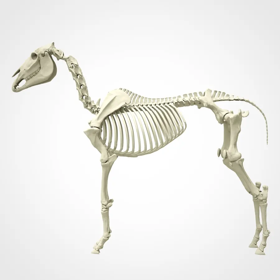 Skeleton Warhorse – Image 2