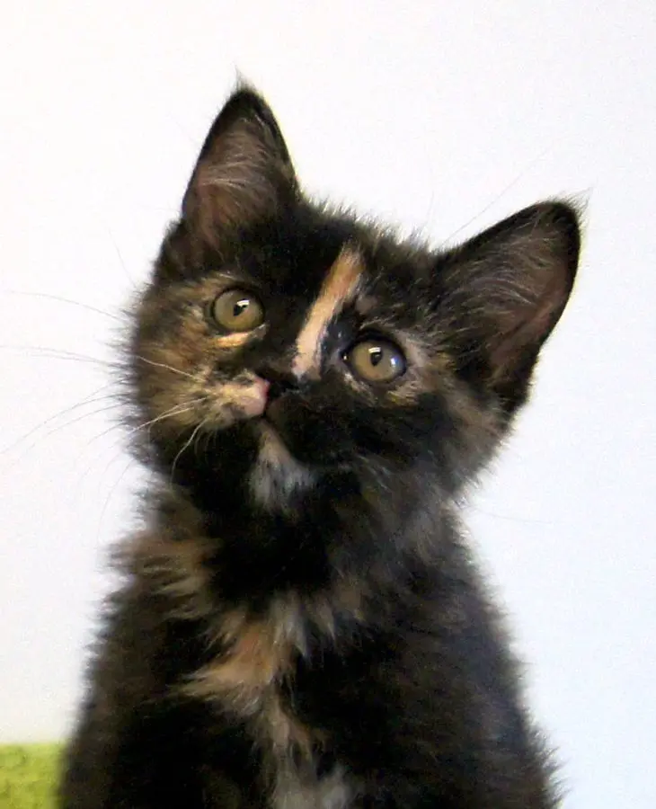 Tiacat – Image 3