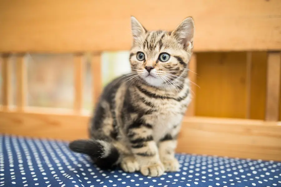 Tiacat – Image 4